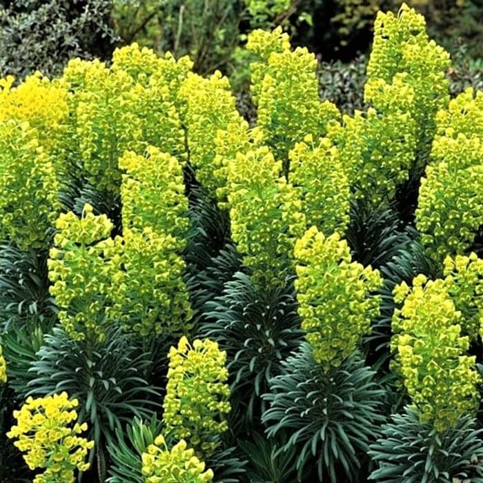 Euphorbia characias subsp. wulfenii
