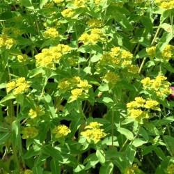 Euphorbia corallioides Euphorbia corallioides