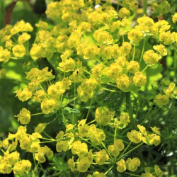 Euphorbia cyparissias 'Tall Boy' Euphorbia cyparissias 'Tall Boy'