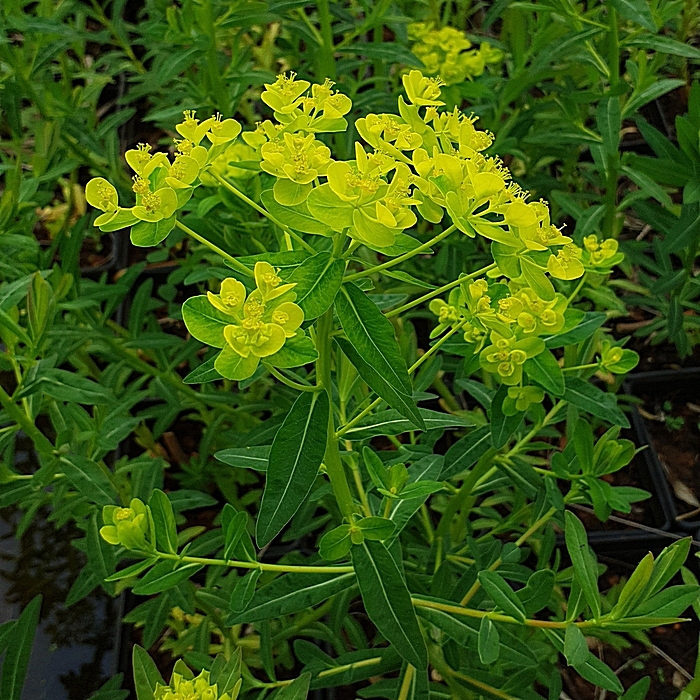 Euphorbia palustris