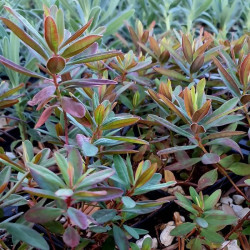 Euphorbia polychroma 'Bonfire' Euphorbia polychroma 'Bonfire'