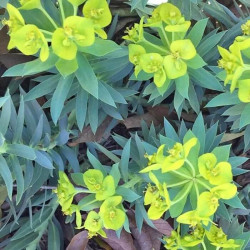 Euphorbia rigida Euphorbia rigida