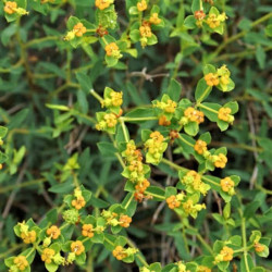 Euphorbia spinosa Euphorbia spinosa