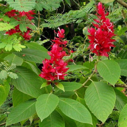 Megaskepasma erythrochlamys Megaskepasma erythrochlamys