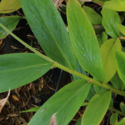 Elettaria cardamomum Elettaria cardamomum