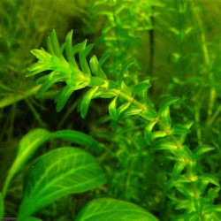 Elodea canadensis Elodea canadensis