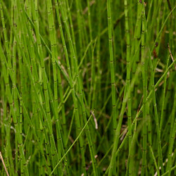 Equisetum variegatum Equisetum variegatum