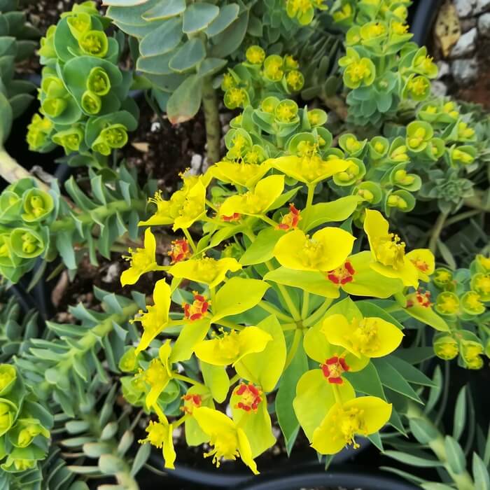 Euphorbia myrsinites