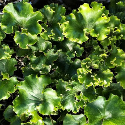 Farfugium japonicum 'Crispatum' Farfugium japonicum 'Crispatum'