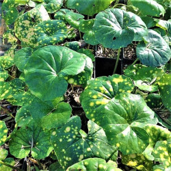 Farfugium japonicum 'Aureomaculatum' Farfugium japonicum 'Aureomaculatum'