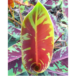 Musa zebrina Musa zebrina