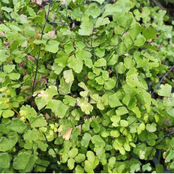 Adiantum capillus-veneris Adiantum capillus-veneris
