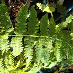 Athyrium filix-femina Athyrium filix-femina