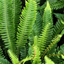 Blechnum spicant Blechnum spicant
