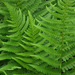 Dryopteris affiinis Dryopteris affiinis