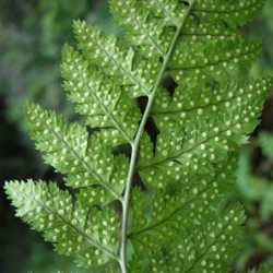 Dryopteris carthusiana Dryopteris carthusiana