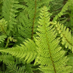 Polystichum setiferum 'Herrenhausen' Polystichum setiferum 'Herrenhausen'