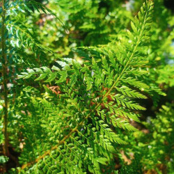 Polystichum setiferum 'Proliferum' Polystichum setiferum 'Proliferum'