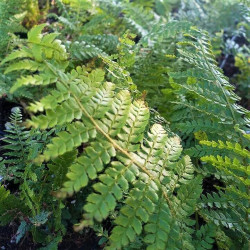 Polystichum setiferum  Polystichum setiferum