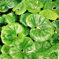 Farfugium japonicum Farfugium japonicum
