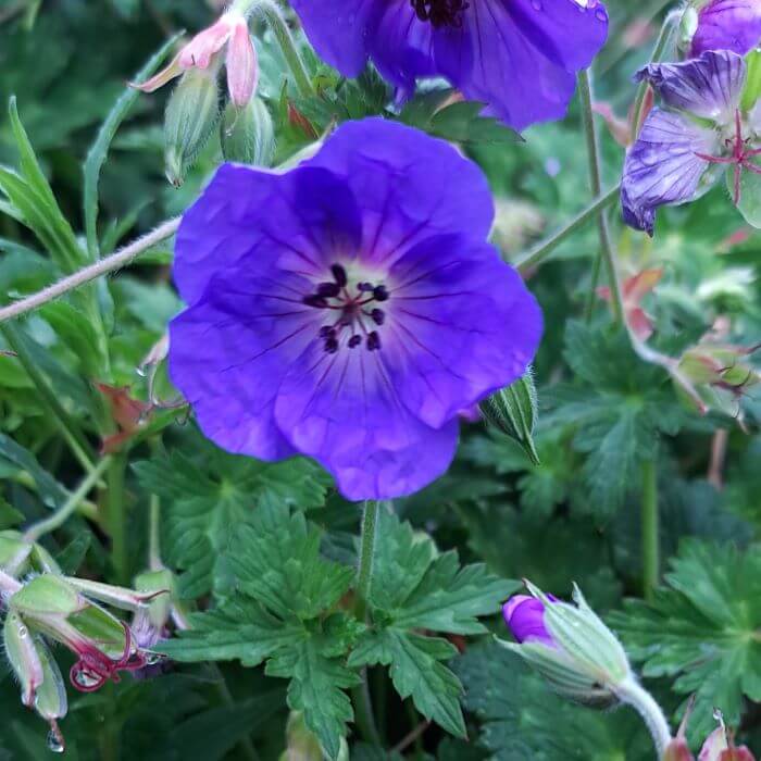 Geranium 'Rozanne'