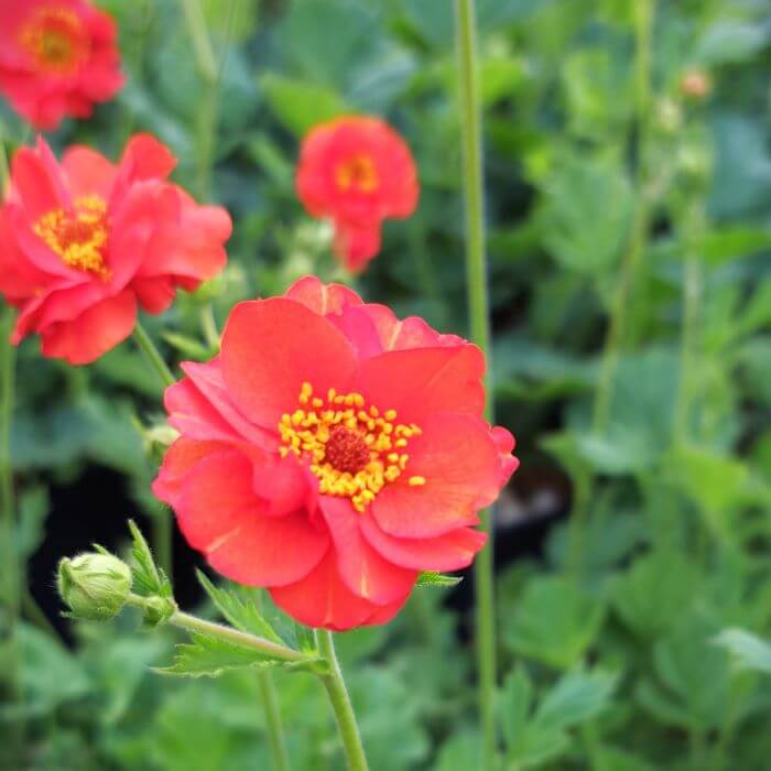 Geum chiloense 'Mrs Bradshaw'