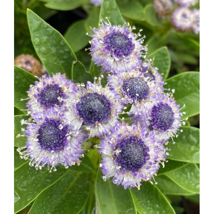 Globularia sarcophylla 'Blue Eyes'