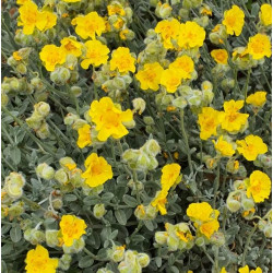 Helianthemum caput-felis 'Cap des Trois Fourches'