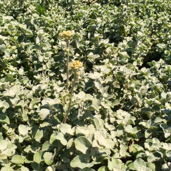 Helichrysum petiolare