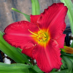 Hemerocallis 'Amadeus' Hemerocallis 'Amadeus'