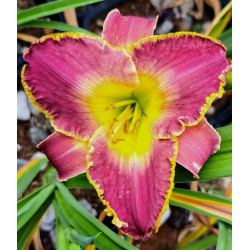 Hemerocallis 'Arabian Magic' Hemerocallis 'Arabian Magic'