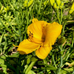 Hemerocallis 'Bakabana' Hemerocallis 'Bakabana'