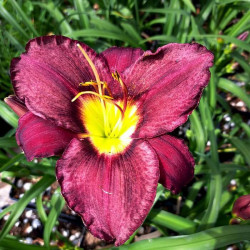 Hemerocallis 'Bella Lugosi' Hemerocallis 'Bella Lugosi'