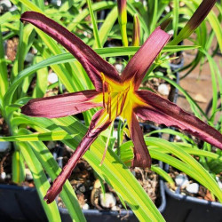 Hemerocallis 'Black Arrowhead' Hemerocallis 'Black Arrowhead'