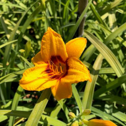 Hemerocallis 'Black Eyed Stella' Hemerocallis 'Black Eyed Stella'
