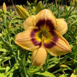 Hemerocallis 'Black Eyed Susan' Hemerocallis 'Black Eyed Susan'