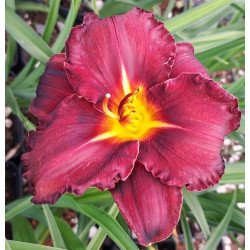 Hemerocallis 'Black Stockings' Hemerocallis 'Black Stockings'