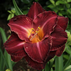 Hemerocallis 'Burgundy Love' Hemerocallis 'Burgundy Love'