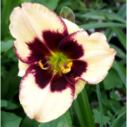 Hemerocallis 'Celebration of Angels' Hemerocallis 'Celebration of Angels'