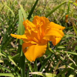 Hemerocallis 'Condilla' Hemerocallis 'Condilla'