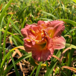 Hemerocallis 'Congo Coral' Hemerocallis 'Congo Coral'