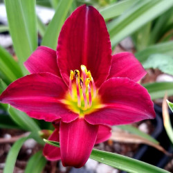 Hemerocallis 'Dark Avenger' Hemerocallis 'Dark Avenger'