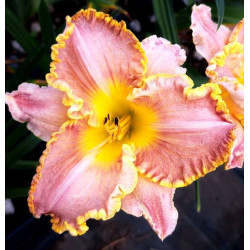 Hemerocallis 'Darla Anita' Hemerocallis 'Darla Anita'