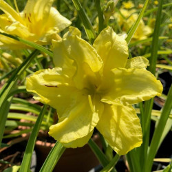 Hemerocallis 'Double River Wye' Hemerocallis 'Double River Wye'