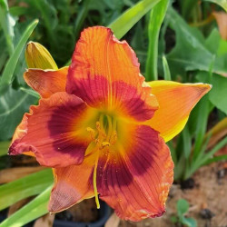 Hemerocallis 'Duke of Dureham' Hemerocallis 'Duke of Dureham'