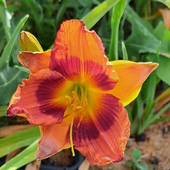 Hemerocallis 'Duke of Dureham'