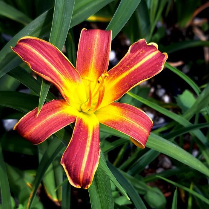 Hemerocallis 'Every Daylily Red Rib'