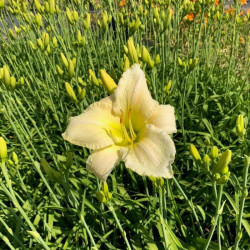 Hemerocallis 'Happy Returns' Hemerocallis 'Happy Returns'