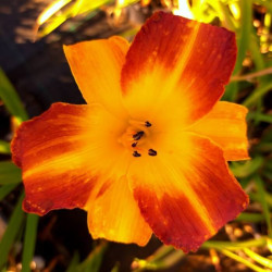 Hemerocallis 'Johnny Come Lately' Hemerocallis 'Johnny Come Lately'