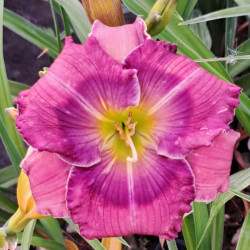 Hemerocallis 'Lavender BLue Baby' Hemerocallis 'Lavender BLue Baby'